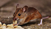 24 Hour & Emergency Exterminators in New Albany, IN